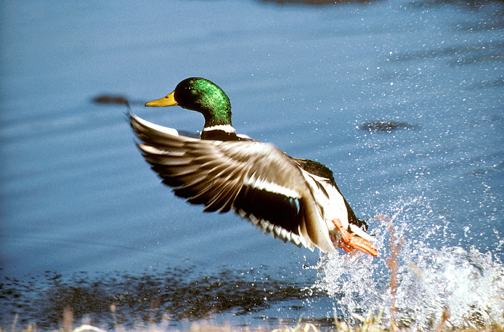 зеленоглава патица, патица, плаващи, Дрейк, мъжки, дива природа, крило