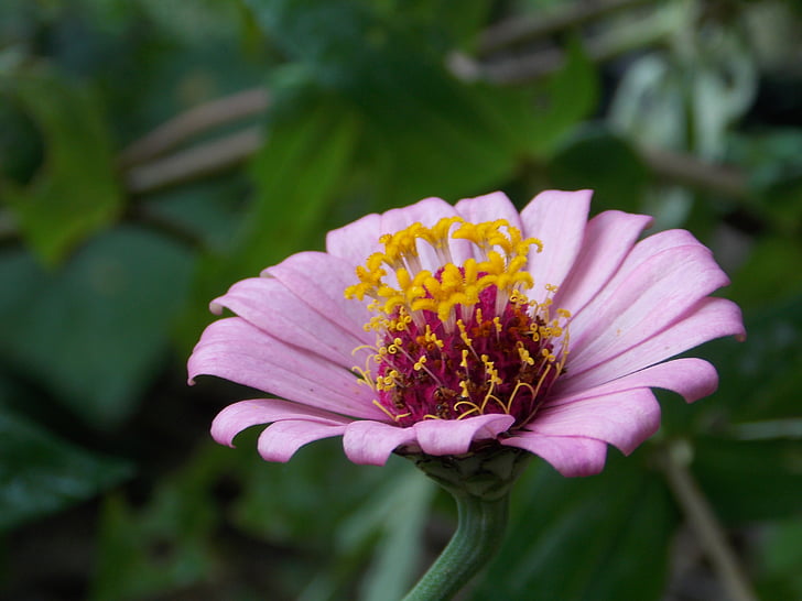 nature, flowers, macro