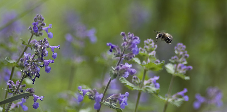 abeille de fourrure, abeille, herbe à chat, ortie, nature, fleur, lavande