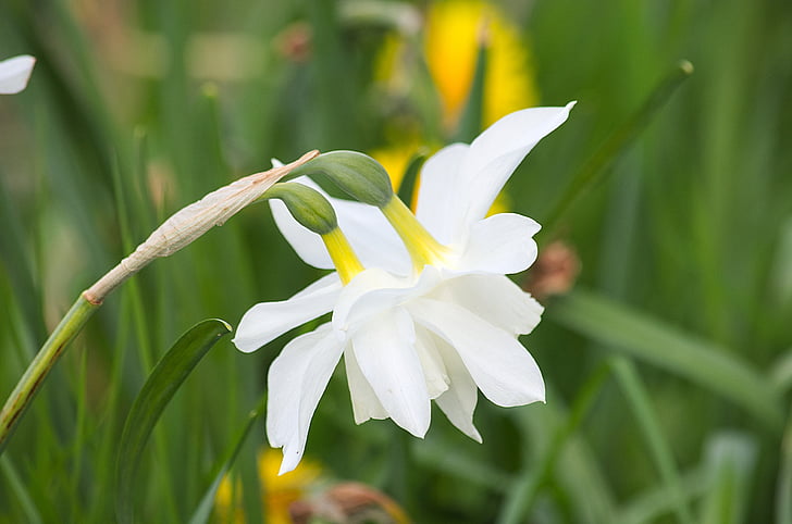 daffodils, flowers, flora, nature, botany, plant, white