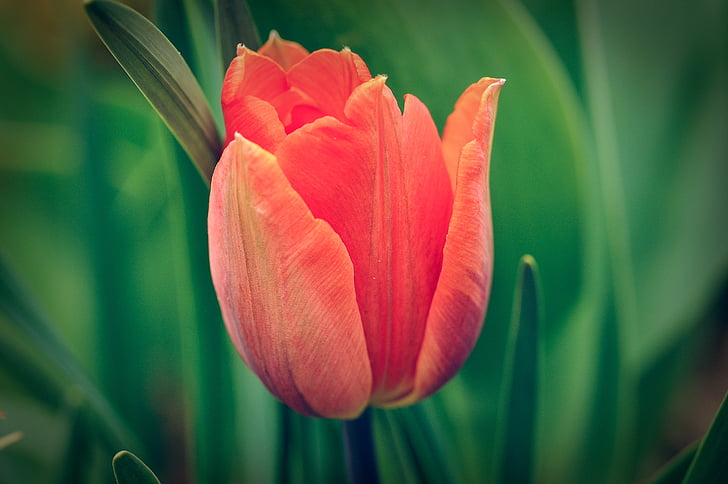 квітка, Tulip, Весна квітка, сад, Весна, цвітіння, цвітіння