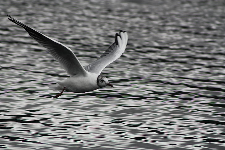 Seagull, Escocia, Lago, pájaro