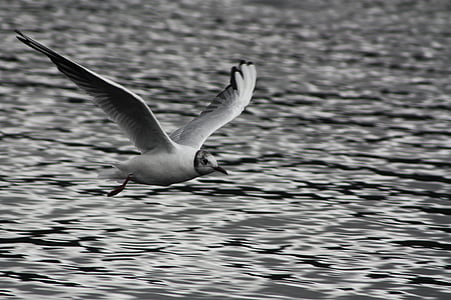Måken, Skottland, Lake, fuglen
