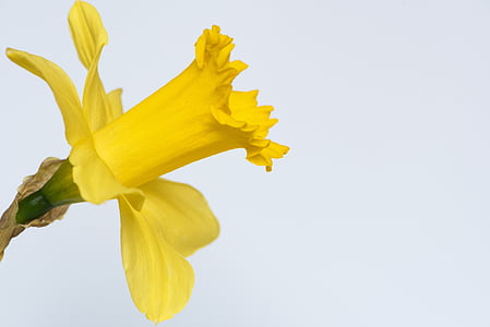 Narcissus, bunga, bunga kuning, Blossom, mekar, bunga musim semi, bunga musim semi kuning