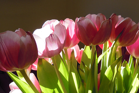 tulipes, flors, flor, natura, planta, primavera, color