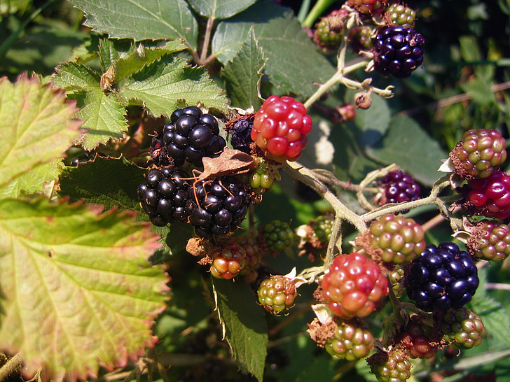 moras, bayas, frutas, hojas, fruta, BlackBerry, negro