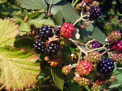 黑莓, 浆果, 水果, 叶子, 水果, 黑莓, 黑色