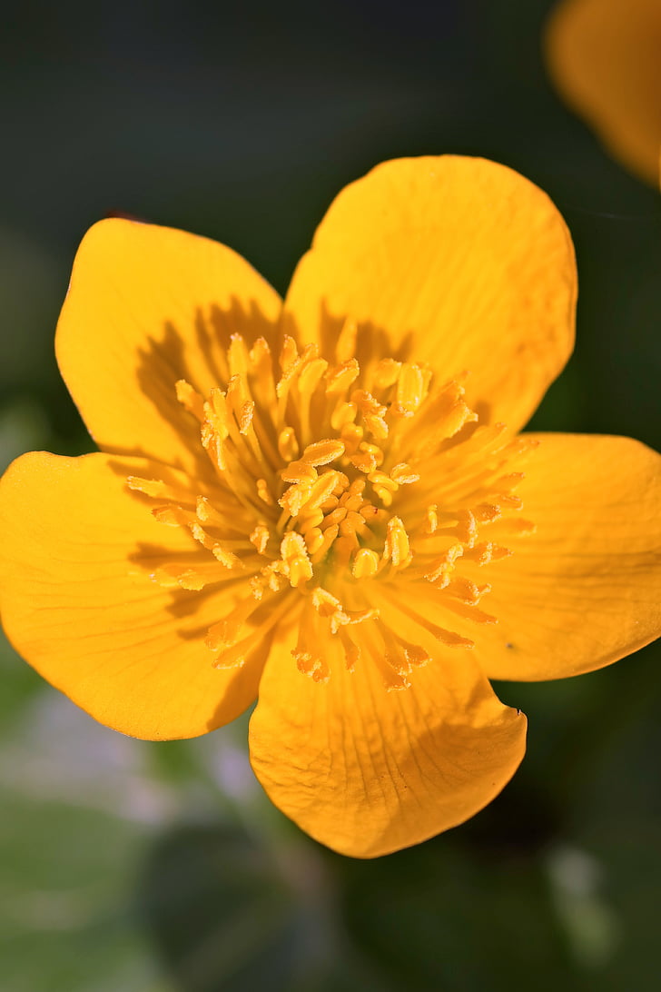 kaczeniec, knieć, flower, yellow, spring, sunny, closeup