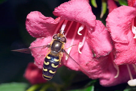 episyrphus balteatus, approach, nature, macro, close, hoverfly