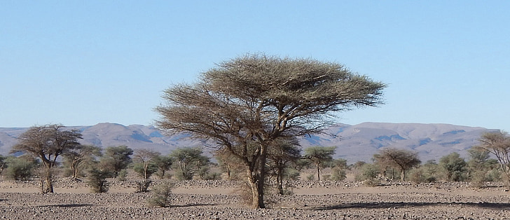 arbre, désert, Maroc