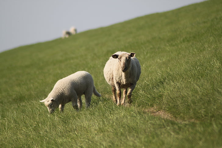lampaat, Dyke karitsan, eläinten, oja, Nordfriesland, niitty, karitsan