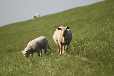 fåren, Dyke lamm, djur, Vall, Nordfriesland, äng, lamm
