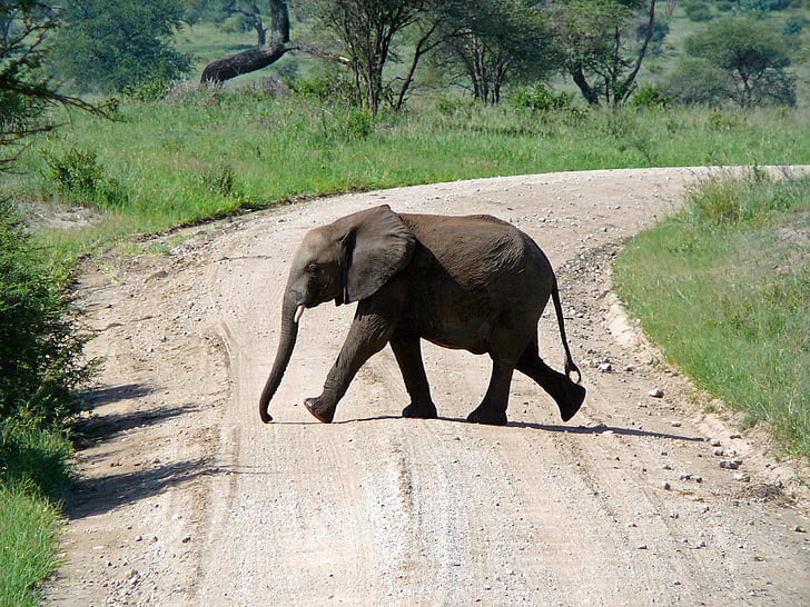 слон, път, Африка, Танзания, животните, дива природа, природата