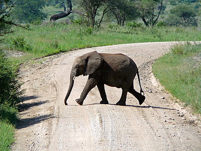 ช้าง, เส้นทาง, แอฟริกา, แทนซาเนีย, สัตว์, สัตว์ป่า, ธรรมชาติ