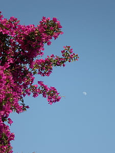 popínavé rastliny, Sky, mesiac, reflexie, Stredomorská, letné, Bouganville