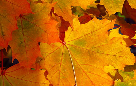 podzimní listí, detail, listy, Javorové listy