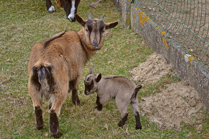 animais, cabras, criança pequena, recém-nascido, Primavera, mãe e filho, vida ao ar livre
