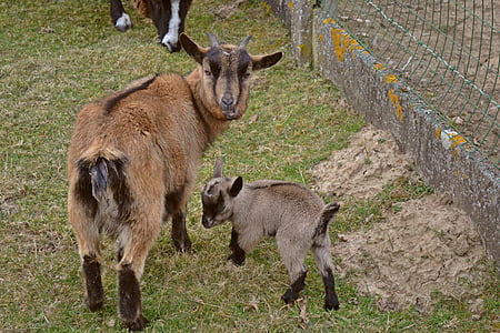 animals, goats, small kid, newborn, spring, mother and child, outdoor life