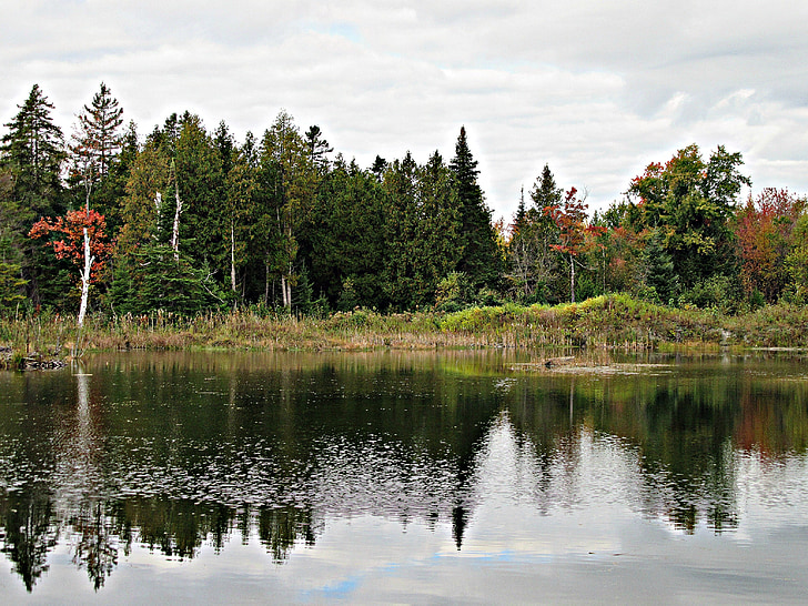 Herbst, fallen, Bäume, Evergreens, See, Teich, Wasser