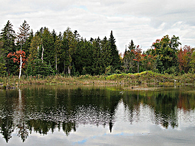 autumn, fall, trees, evergreens, lake, pond, water
