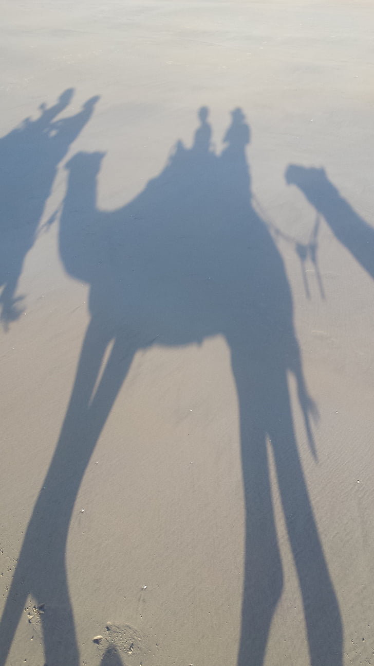 sombra, camelo, silhueta, pôr do sol