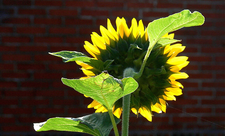 bunga matahari, Corona, kembali cahaya, kelopak bunga, dedaunan, tembus, kembali