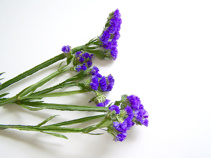 fleurs de printemps, bleu, sovirag, nature, fleur, Purple, bouquet