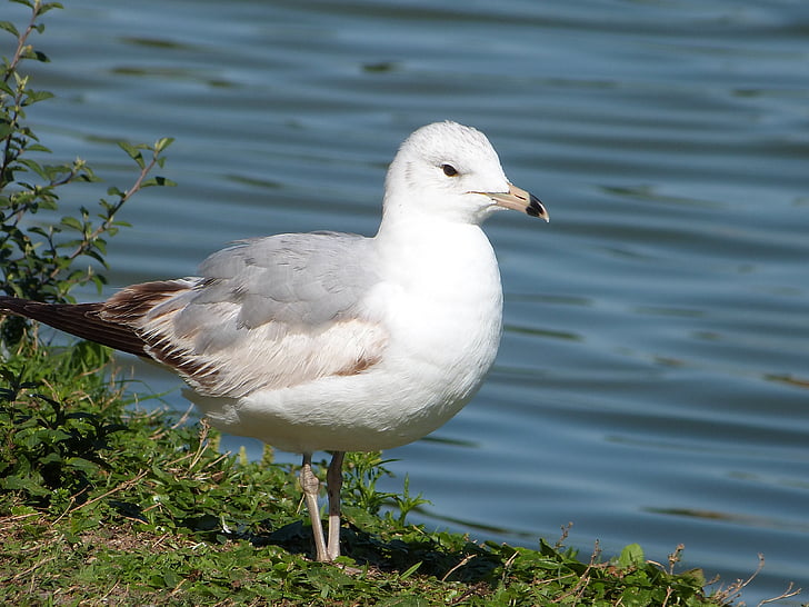 Gaviota Ring-billed, Seagull, observación de aves, morton del lago, flora y fauna, observación de aves, aviar