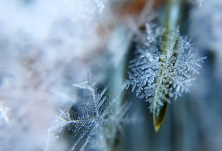 Mraz, priroda, Zima, snijeg, LED, detalj, trava