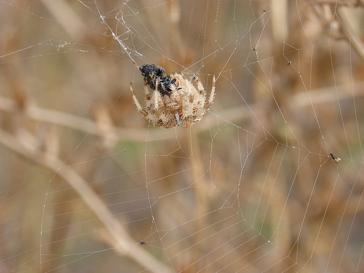 edderkopp, Web, Araneus diadematus, fortærende en insect, jakten, europeiske hage edderkopp, krysse edderkopp