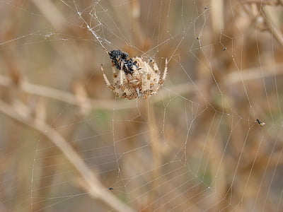 Spinne, Web, Araneus diadematus, verschlingt ein Insekt, Jagd, Europäische Kreuzspinne, Kreuzspinne