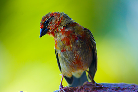 putns, Seišelu salas, tuvplāns, sarkana, zaļa