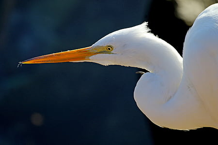 Great egret, ūdensputnu, putns, liels, gārnis, mitrāju, visas baltās