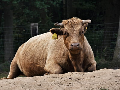 Dexter rundvlees, hoorns, rundvlees, zand, binnenlandse vee, bezorgdheid, rest