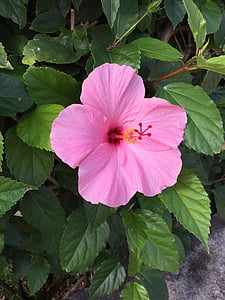 kukka, Bloom, vaaleanpunainen, Hibiscus, vihreä, terälehti, Puutarha