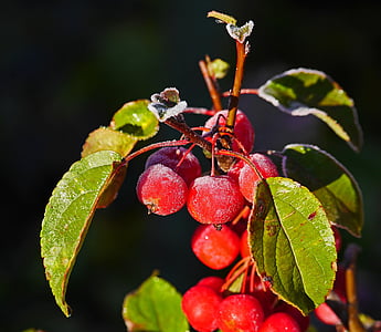 embellishment, hoarfrost, first frost, late autumn, over-sugared, fruits, leaves