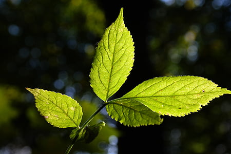 ältere Blätter, Grün, hell, transluzent, Schwarzer Holunder, Sambucus nigra, Halter-Busch