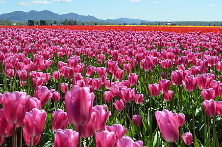 tulips, flowers, spring, pink, bloom, season, floral