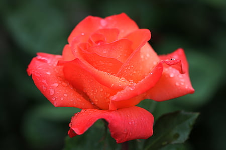 Rosa, flor, flors roses, natura, tancar, planta, arbust