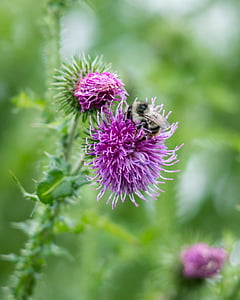 bee, thistle, blossom, bloom, pollination, pollen, ring thistle