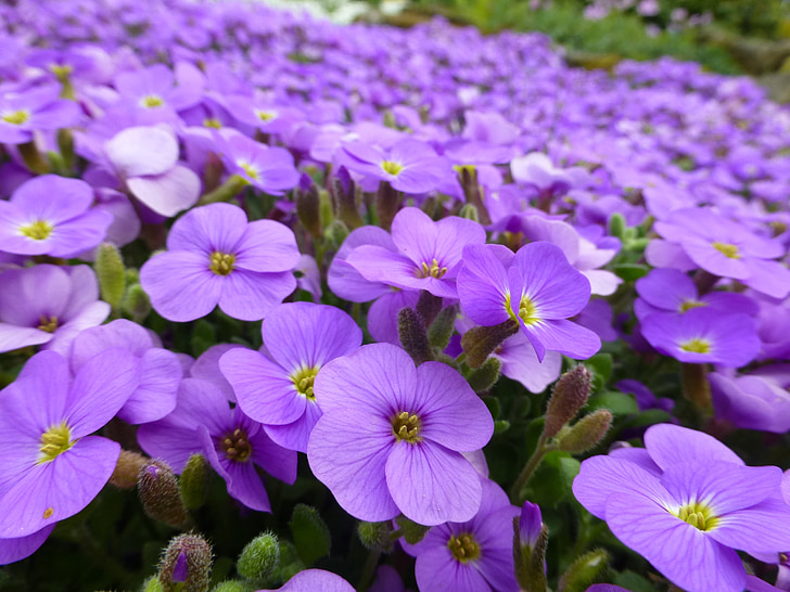 violetinė, gėlės, Alpių, pavasarį, violetinė gėlė, Gamta, violetinės gėlės
