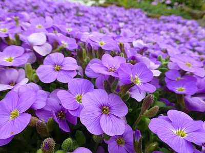purple, flowers, alpine, spring, purple flower, nature, purple flowers