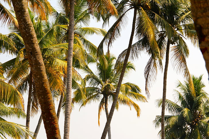 Palm, Verão, férias, árvore, exóticas, tropical, Coco