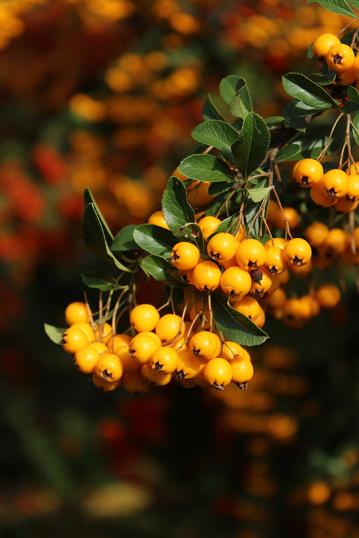 Bush, podzim, Berry, Frangula Alnus, Rhamnaceae