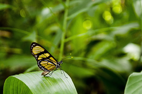 black, yellow, longwinged, perching, green, leaves, Butterfly