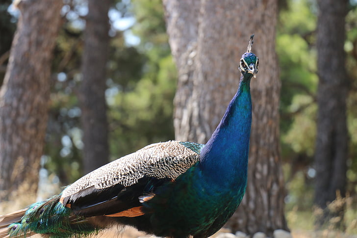 Peacock, vogel, blauw, veer, dier, natuur, dieren in het wild