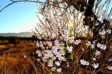 Almond, Blossom, Flora, naturen, landskap, natursköna, Utomhus