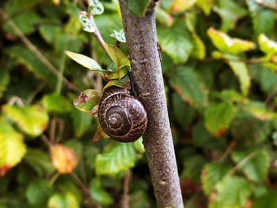 snail, branch, nature, summer, plant, animal world, shell