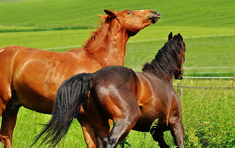 zirgi, diviem, sakabes, ērzelis, ēst, aploka, brūns