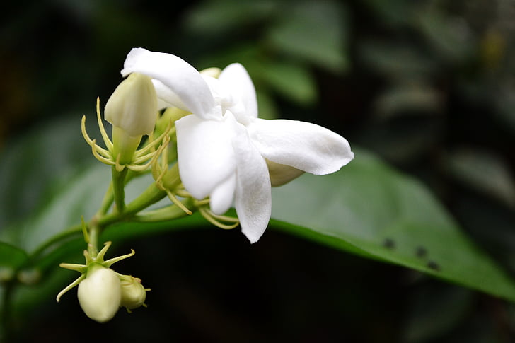 Jasmine flower, witte bloem, bloem, Blossom, Tuin, mooie, Sri lanka